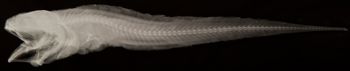 Media type: image;   Ichthyology 76787 Aspect: lateral xray